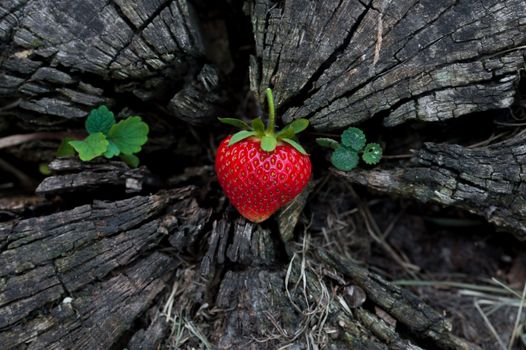 Strawberries lie on a wooden stump, minimalism, in nature. Old dark wood