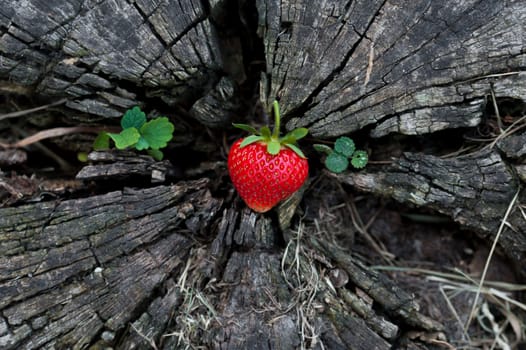 Strawberries lie on a wooden stump, minimalism, in nature. Old dark wood