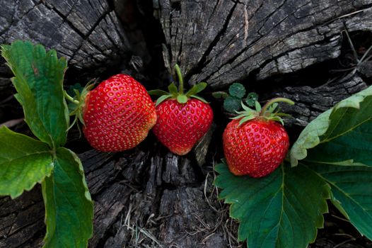 Strawberries lie on a wooden stump, minimalism, in nature. Old dark wood