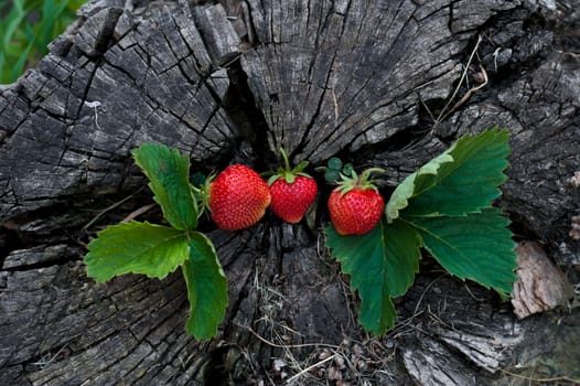 Strawberries lie on a wooden stump, minimalism, in nature. Old dark wood