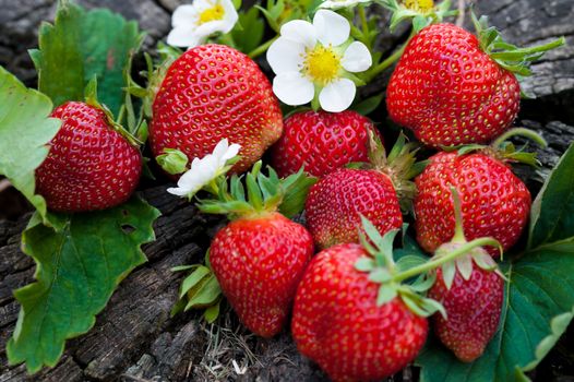 Strawberries lie on a wooden stump, minimalism, in nature. Old dark wood