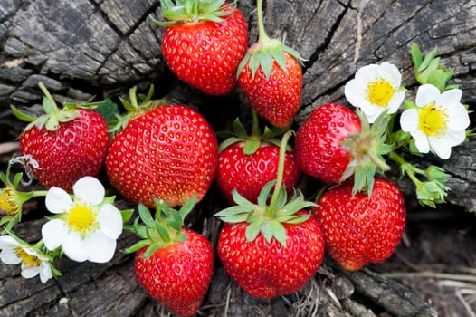 Strawberries lie on a wooden stump, minimalism, in nature. Old dark wood