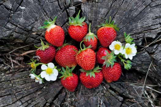 Strawberries lie on a wooden stump, minimalism, in nature. Old dark wood