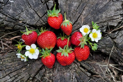 Strawberries lie on a wooden stump, minimalism, in nature. Old dark wood