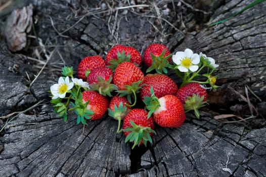 Strawberries lie on a wooden stump, minimalism, in nature. Old dark wood