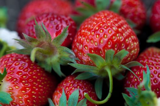 Strawberries lie on a wooden stump, minimalism, in nature. Old dark wood