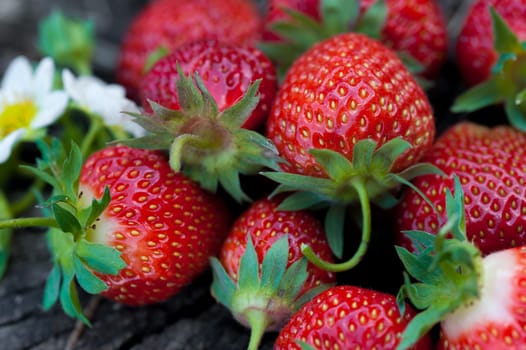 Strawberries lie on a wooden stump, minimalism, in nature. Old dark wood