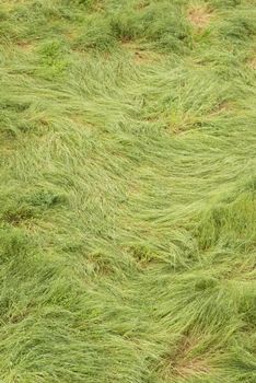 Green long grass bent and twirled by strong winds.