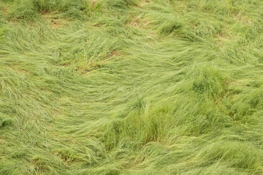 Green long grass bent and twirled by strong winds.
