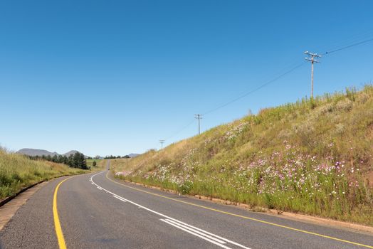 The road landscape with cosmos flowers and a telecommunications route on the R617-road between Underberg and Kokstad in the Kwazulu-Natal Province