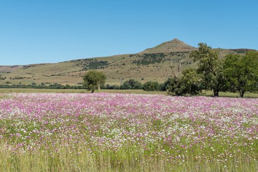 White and pink cosmos flowers near Matatiele next to road R65 to Mount Fletcher in the Eastern Cape Province