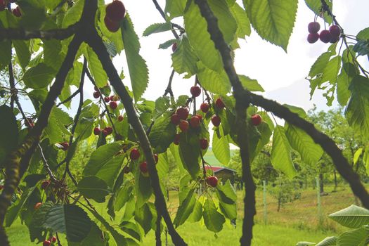 Sour cherries with leaf. Sour cherry tree. Sour cherry fruits hanging on branch.