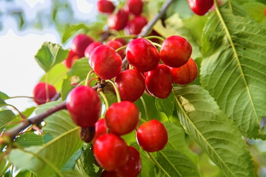 Cherry tree with ripe cherries. Cherries hanging on a cherry tree branch