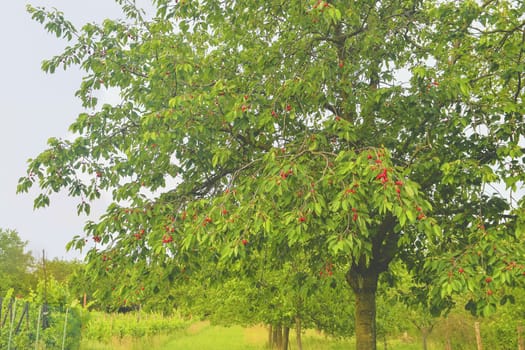 Red and sweet cherry trees in orchard - branch in early summer. Ripening cherries on orchard tree.
