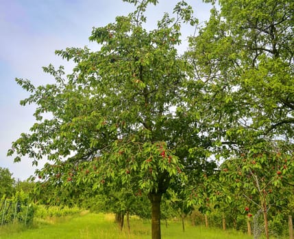 Red and sweet cherry trees in orchard - branch in early summer. Ripening cherries on orchard tree.
