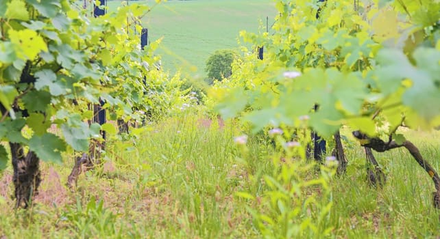 Vineyard rows at South Moravia, Czech Republic.