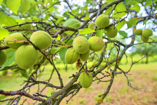 Unripe apricots on branch. Apricot tree, close-up