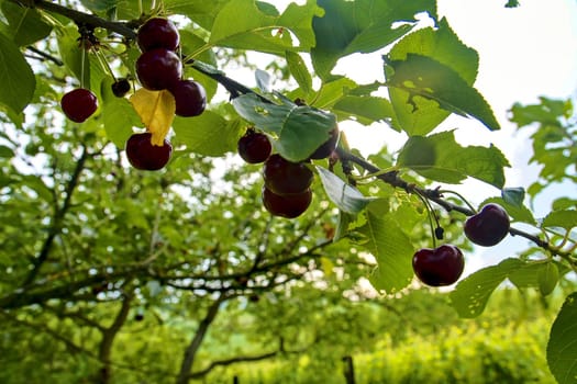 Sour cherry fruits hanging on branch. Sour cherries with leaf. Sour cherry tree. 