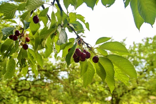 Sour cherry fruits hanging on branch. Sour cherries with leaf. Sour cherry tree. 