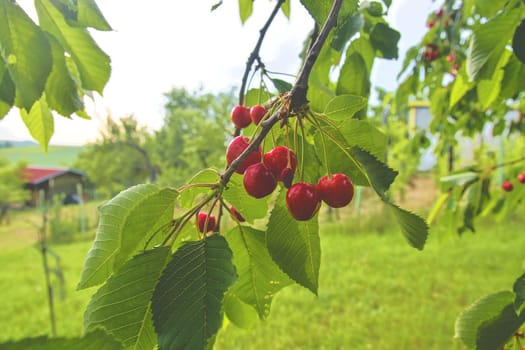 Red and sweet cherries on a branch just before harvest in early summer. Cherries hanging on a cherry tree branch