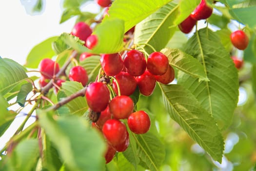 Red and sweet cherries on a branch just before harvest in early summer. Cherries hanging on a cherry tree branch