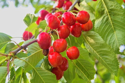 Red and sweet cherries on a branch just before harvest in early summer. Cherries hanging on a cherry tree branch