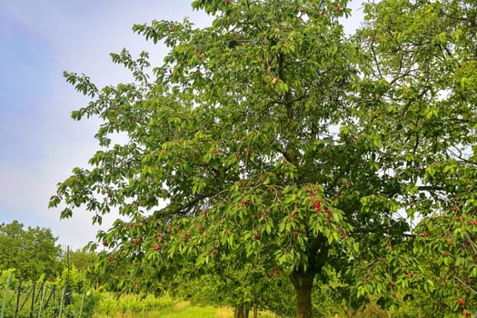 Red and sweet cherry trees in orchard - branch in early summer. Ripening cherries on orchard tree.
