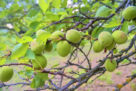 Unripe apricots on branch. Apricot tree, close-up