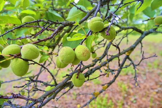 Unripe apricots on branch. Apricot tree, close-up