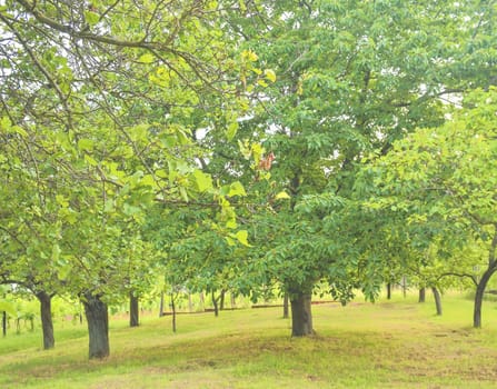 Rural orchard with grass. Country and rural concept. 