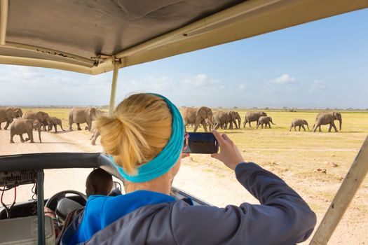 Woman on african wildlife safari, Amboseli national park, Kenya. Lady taking a photo of herd of wild african elephants with her smartphone. Open roof safari vehicle. Focus on elephants.
