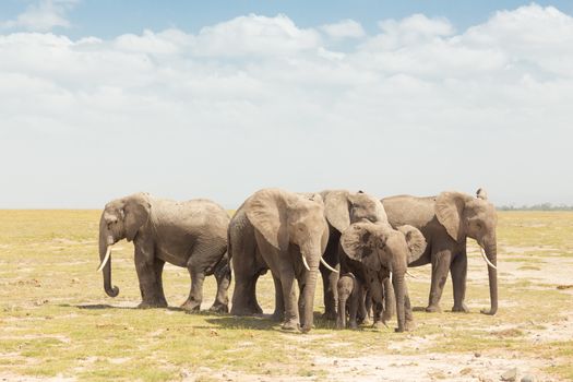 Elephants at Amboseli National Park, formerly Maasai Amboseli Game Reserve, is in Kajiado District, Rift Valley Province in Kenya. The ecosystem that spreads across the Kenya-Tanzania border.