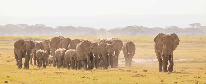 Herd of lephants at Amboseli National Park, formerly Maasai Amboseli Game Reserve, is in Kajiado District, Rift Valley Province in Kenya. The ecosystem that spreads across the Kenya-Tanzania border.