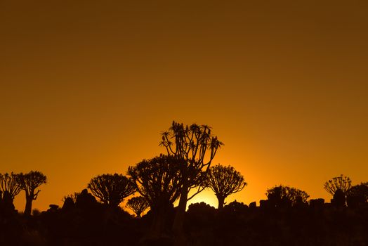 Sunset view of quiver tree forest at Garas Park Rest Camp, near Keetmanshoop on the B1-road  to Mariental
