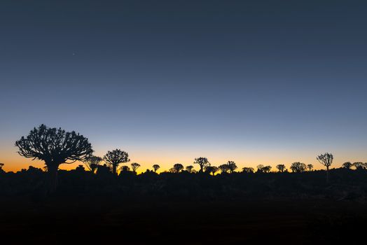 Silhouettes at sunset of quiver trees and rocks at the forest at Garas Park Rest Camp, near Keetmanshoop on the B1-road  to Mariental
