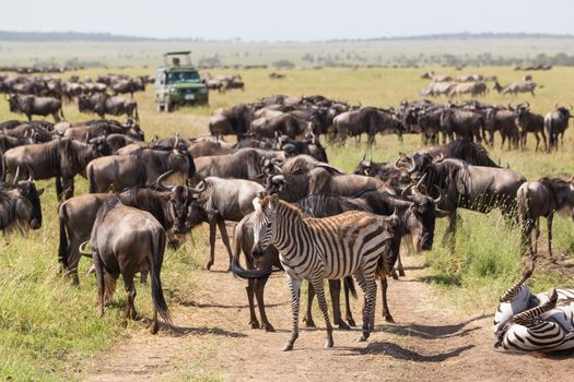 Big herd of Wildebeests and Zebras grazing in Serengeti National Park in Tanzania, East Africa. Connochaetes and Equus quaggas.