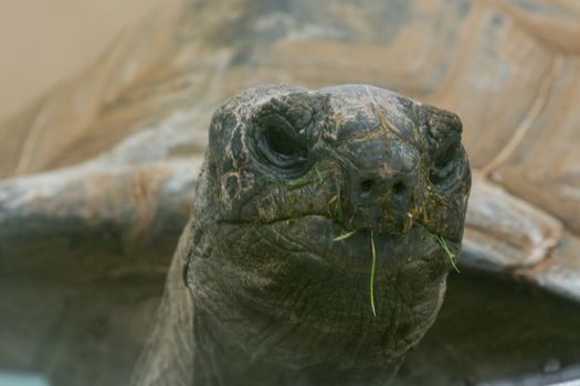 Turtle, reptile, animal head in closeup