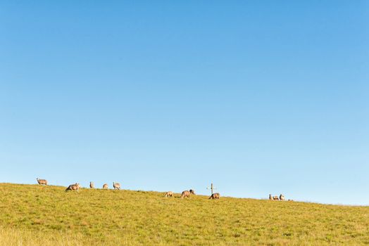 Sheep and a cross on the slope of a hill at Tortoni near Maclear in the Eastern Cape Province