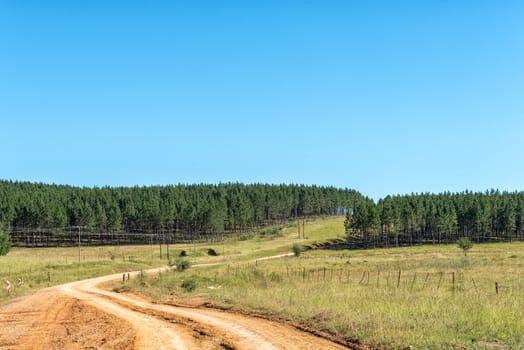 Pine tree plantations next to road R396 between Maclear and the Pot River Pass in the Eastern Cape Province