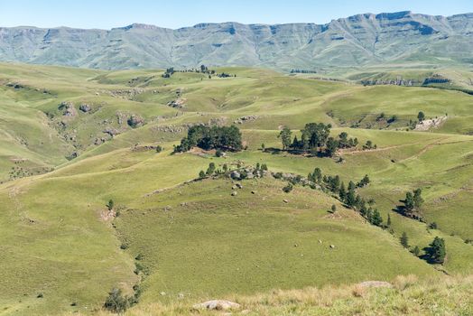 A farm landscape with cows as seen from the Pot River Pass in the Eastern Cape Province of South Africa