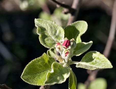 ready to bloom buds of Apple flowers in the morning sun