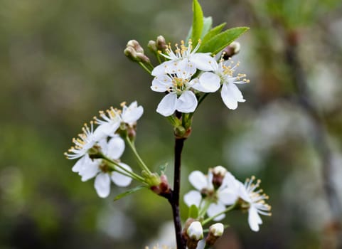 just bloomed cherry flowers on blurred natural green background