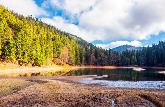 beautiful scenery around the Synevyr lake. tall trees around the body of water in mountains. lovely autumn weather with cloudy sky