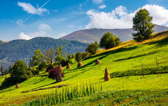 hillside with row of haystacks on rural field. beautiful summer agriculture scenery in mountainous area