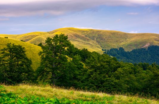 hills of Svydovets ridge behind the beech forest. lovely scenery of Carpathian mountains, Ukraine