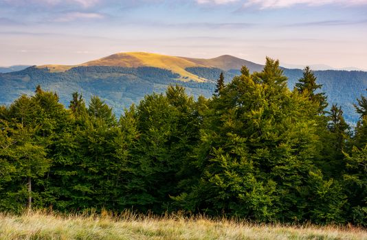 hills of Svydovets ridge behind the beech forest. lovely scenery of Carpathian mountains, Ukraine