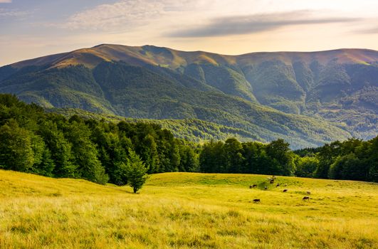 cattle of cow grazing at the foot of Apetska mountain. wide grassy meadow on hillside surrounded with beech forest. beautiful Carpathian summer landscape in afternoon