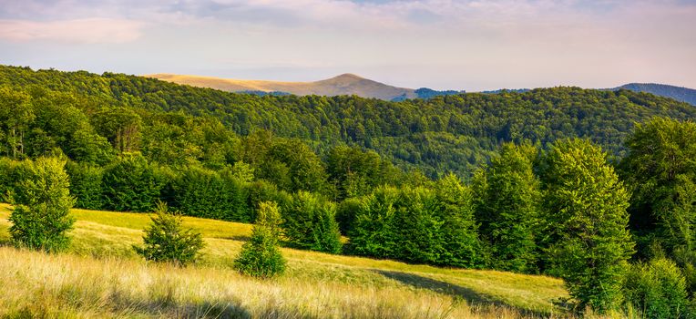 panorama of Forested Carpathian mountains. beech forest on the grassy meadow and mountain peak in the distance. wonderful atmosphere of summer evening