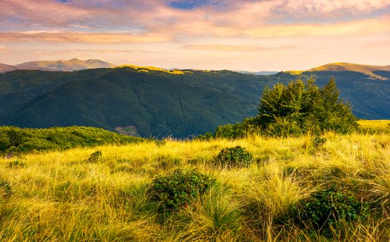 Grassy meadows of Svydovets ridge at sunset. beautiful landscape of Carpathian mountains under the gorgeous evening clouds