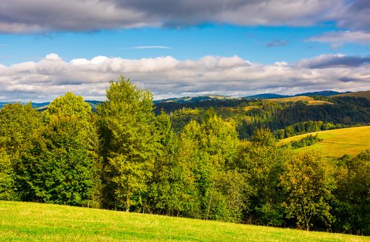 forest on a grassy hills of Carpathian mountains. lovely autumn landscape on a bright day under the cloudy sky